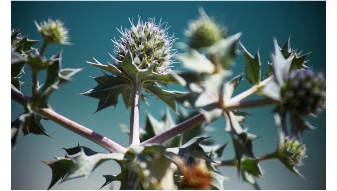 Blue Thistle, a moisturising and skin-recharging active ingredient.